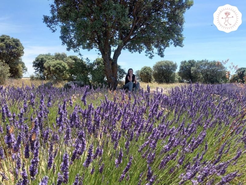 Campos de lavanda Brihuega, Guadalajara